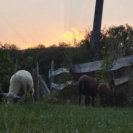 Au Chant Des Oiseaux Mésanges Varen