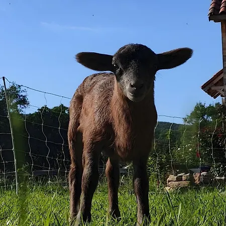 Confort Avec Petit Dejeuner 펜션 *